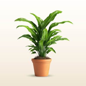 tree_image_04