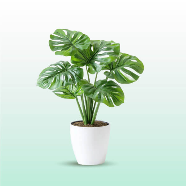 Create a Serene Ambiance with Our Plants