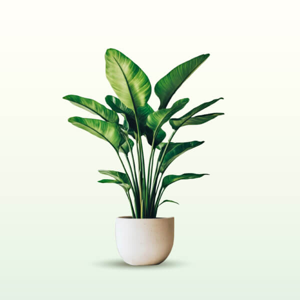 Refresh Room with Beautiful Greenery