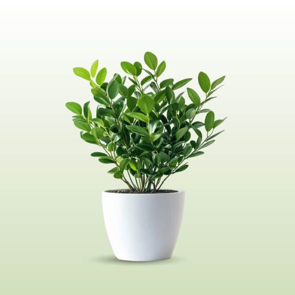 Curate Indoor Jungle with Our Collection