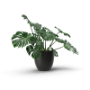 Monstera Tree Plant