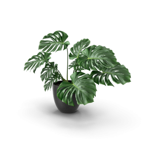 Monstera Tree Plant
