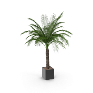 Plam Tree Plant