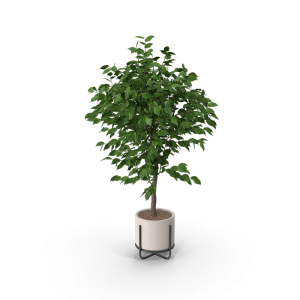 Tree Plant Potted