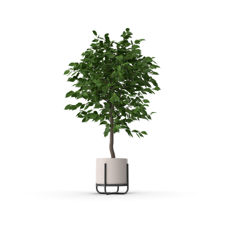 Tree Plant Potted