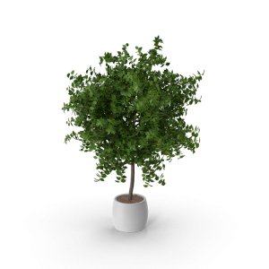 Potted Plant