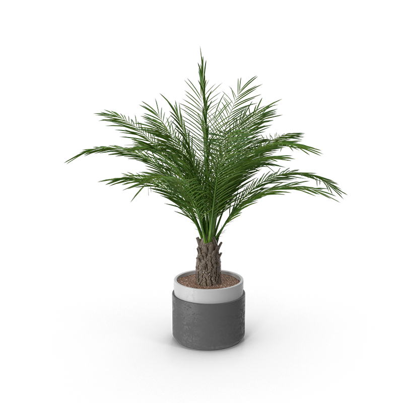 Wood Potted Plant Tree