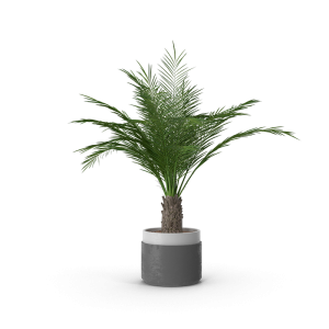 Wood Potted Plant Tree