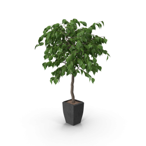 Wood Tree Plant