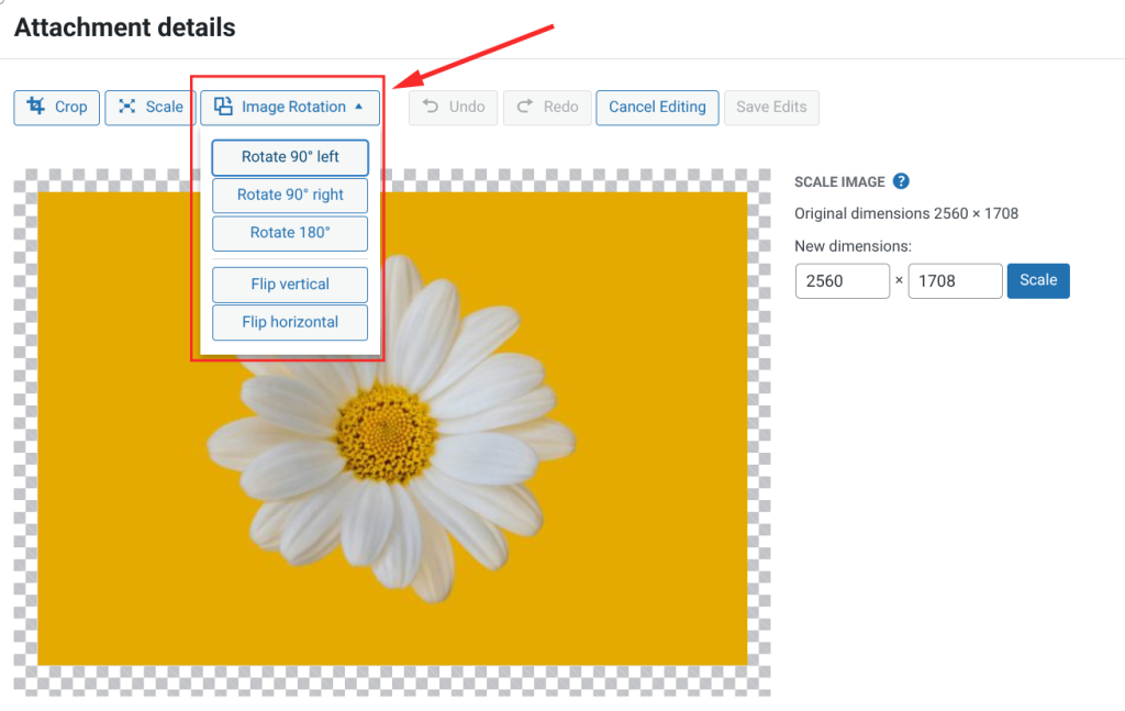 Crop: Draw a selection box over the area you want to keep, then click the Crop button in the toolbar. You can type exact pixel dimensions in the Aspect Ratio and Selection fields for precision.